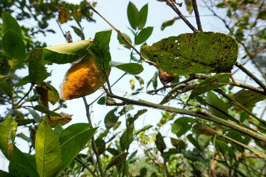 A bright golden yellow wild silk cocoon woven beneath the green leaves of a lime tree. The intricate fiber texture of the silk web against the soft, opaque backdrop of the outdoors.