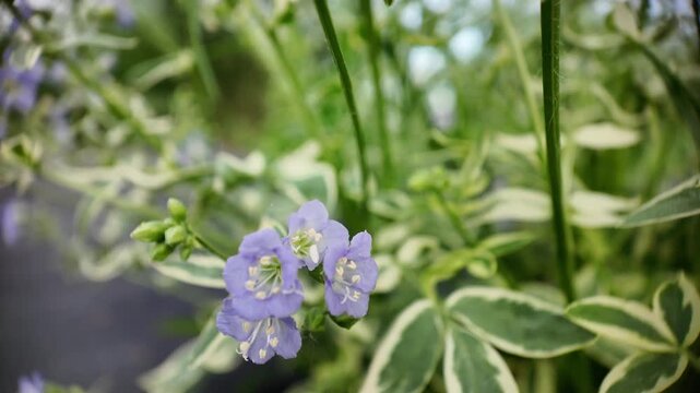 Smooth downward camera movement reveals the stems and white green variegated leaves of a Jacob's ladder plant, ending on blue flower stalks. Suitable for botanical, gardening, herbal, and natural life