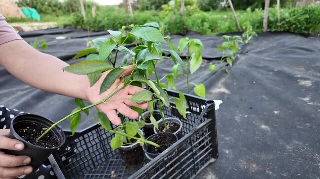 Close-up of a gardener inspecting a healthy pepper seedling in a plastic nursery pot before planting. The leaves are carefully examined and turned toward the camera while young pepper plants 