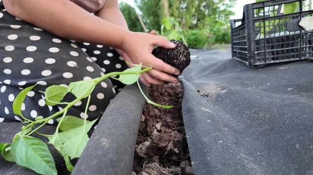 Close-up of a gardener carefully removing a pepper seedling from a plastic cup and revealing a healthy root ball. The plant is gently held by the stem while the root system