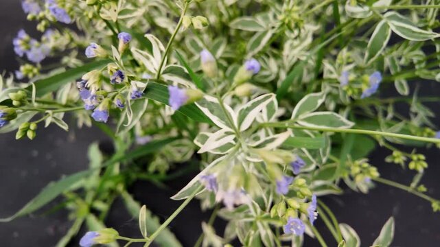 Top view of a variegated Jacob's ladder plant with green leaves edged in white and delicate blue bell-shaped flowers with yellow stamens. The ornamental perennial grows against a black landscape