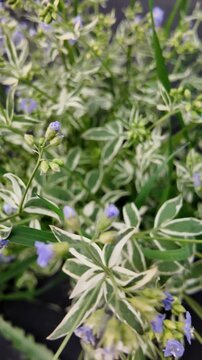 Top view of a variegated Jacob's ladder plant with green leaves edged in white and delicate blue bell-shaped flowers with yellow stamens. 