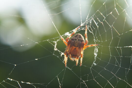 Close-up of brown orb-weaver spider on silk web against green background