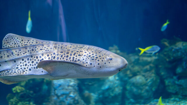 Side View of a Goofy-Looking Zebra Shark at Chicago Shedd Aquarium
