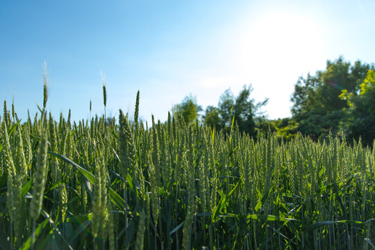 Wheat field under blue sky with sunlight shining on plants in rural area
