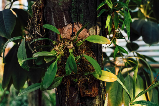 Orchids Bulbophyllum grow on tree trunk in a garden during sunny day in an urban area