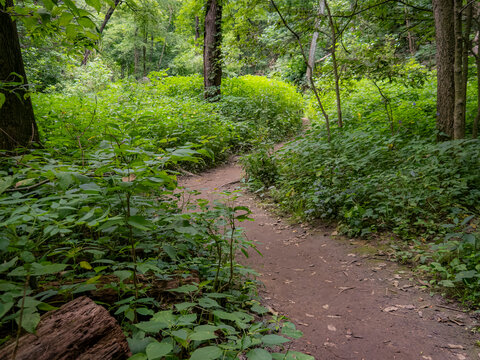 Winding dirt hiking trail surrounded by lush green summer foliage and trees in a peaceful forest at Starved Rock State Park