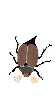 Cute cartoon rhinoceros beetle isolated on transparent or white background, png