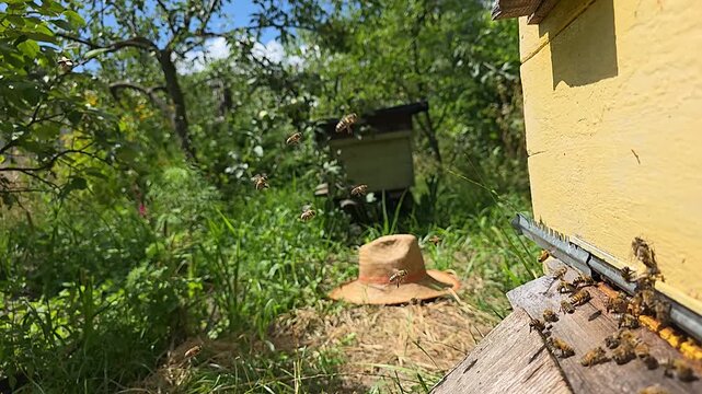 Flights of bees of a small bee colony.
Delivery of nectar and pollen by bees to the hive.
