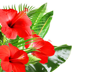 Bright hibiscus flowers and tropical leaves on transparent background © New Africa