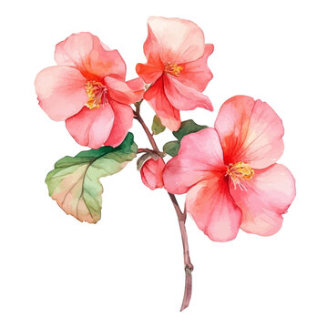 watercolor of Wax Begonia Branch draw illustration, isolated on a white background.