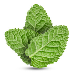 Green mint leaves on white background. Aromatic herb © New Africa