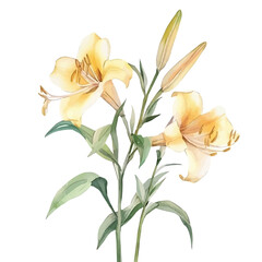 Fototapeta premium Trumpet Lily Branch, elegant watercolor illustration luminous highlights, isolated on a white background.