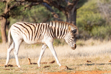 Naklejka premium Burchell's Zebra (Equus quagga burchellii) foal walking through wooded savannah at sunset Northern Cape, South Africa