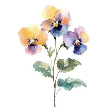Pansy Branch, elegant watercolor illustration luminous highlights, isolated on a white background.