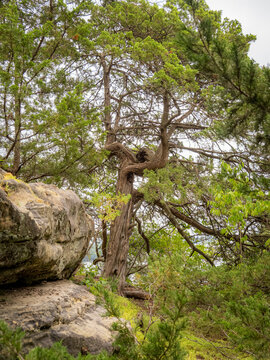 Weathered gnarled cedar tree and sandstone boulder formations in a lush green forest