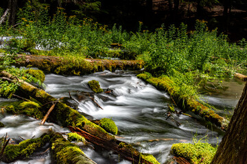 stream in the forest © steve