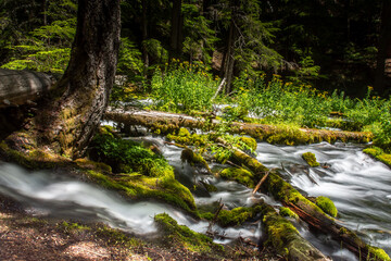stream in the forest © steve