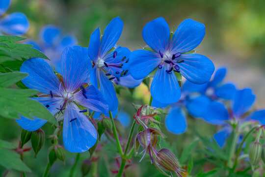 Beautiful blue meadow cranesbill flowers blooming in summer garden. 
