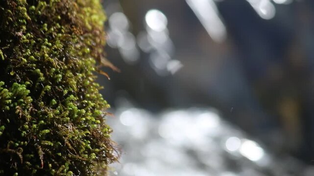 Moss Above A Waterfall