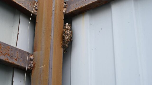 A wasp nest on a street fence. A swarm of insects in their home.