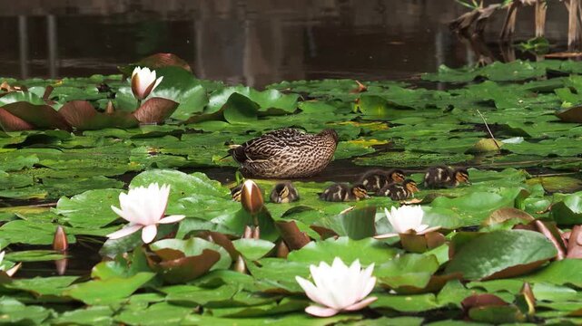 Mallard (Anas platyrhynchos) female with chicks on a lake with water lilies in early summer