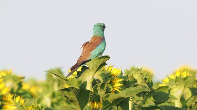 European roller (Coracias garrulus) on a sunflower, scanning a harvested wheat stubble for prey