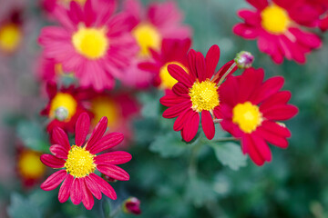 Fototapeta premium Beautiful Plants