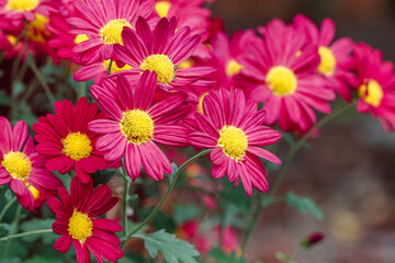 Fototapeta premium Beautiful Plants