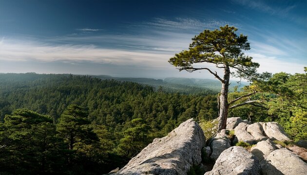 lone tree on rocky cliff surrounded by dense forest