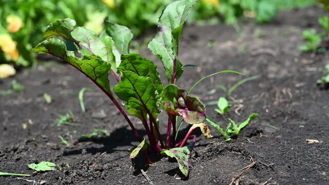 Beet leaves growing in fertile soil. Growing vegetables in the garden.