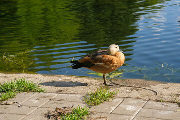 Fototapeta premium Duck perches on the edge of a pond surrounded by green grass, with water ripples reflecting sunlight in a serene outdoor environment
