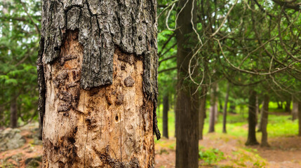 tree exhibiting significant signs of distress with large chunks of bark peeling off trunk and insect patterns. woodland or forest health background with copy space. © mailcaroline