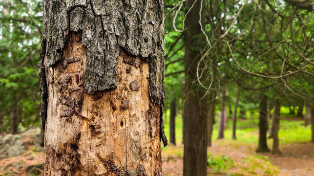 tree exhibiting significant signs of distress with large chunks of bark peeling off trunk and insect patterns. woodland or forest health background with copy space.