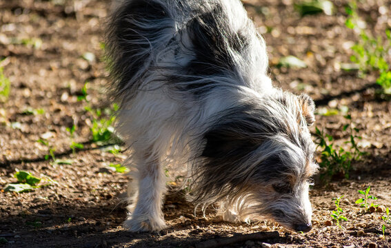 west highland white terrier