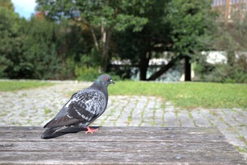 pigeons in the park © Margarida