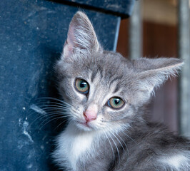 Portrait of a Grey Kitten © Simonetta
