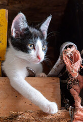 Kitten in a Barn © Simonetta