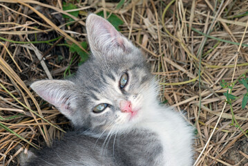Kitten on Grass © Simonetta