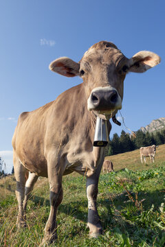 swiss_cow