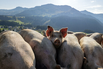 swiss_pigs © Kara