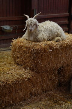 White horned rams sitting on hay at the farm