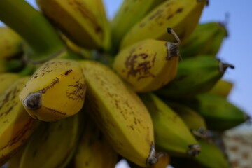 close up of ripe bananas © GrantSmithCamera