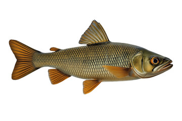 Fototapeta premium Long streamlined river fish with orange fins
