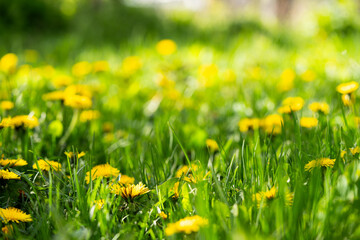 Glade with a huge number of flowering dandelions © Vadym