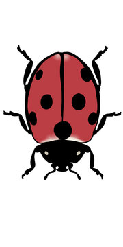 Cute cartoon ladybug isolated on transparent or white background, png