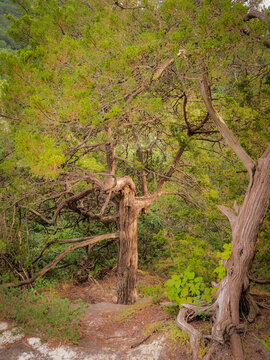 Gnarled cedar tree trunk and tangled branches with vibrant green foliage in a forest