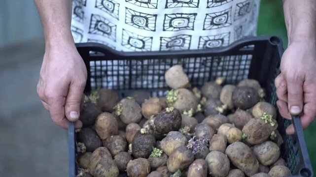 Man presents basket of rotten sprouted potatoes illustrating bad yield, food waste and unsuccessful farming season.