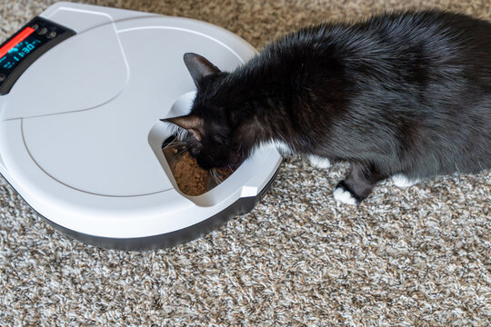 Black and white cat eating from an automatic pet feeder on a carpet. Concept of smart pet care, scheduled feeding, convenience, and pet nutrition