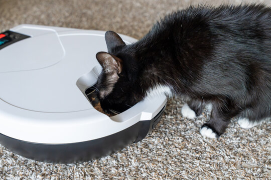 Black and white cat enjoying a meal from a smart automatic pet feeder indoors. Concept of modern pet care, healthy feeding routine, convenience, and responsible pet ownership